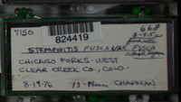 Stemonitis fusca image